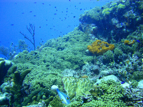 Well managed reefs with healthy reef forest in Bonaire, 2011: Photograph courtesy of and (c) Bob Steneck